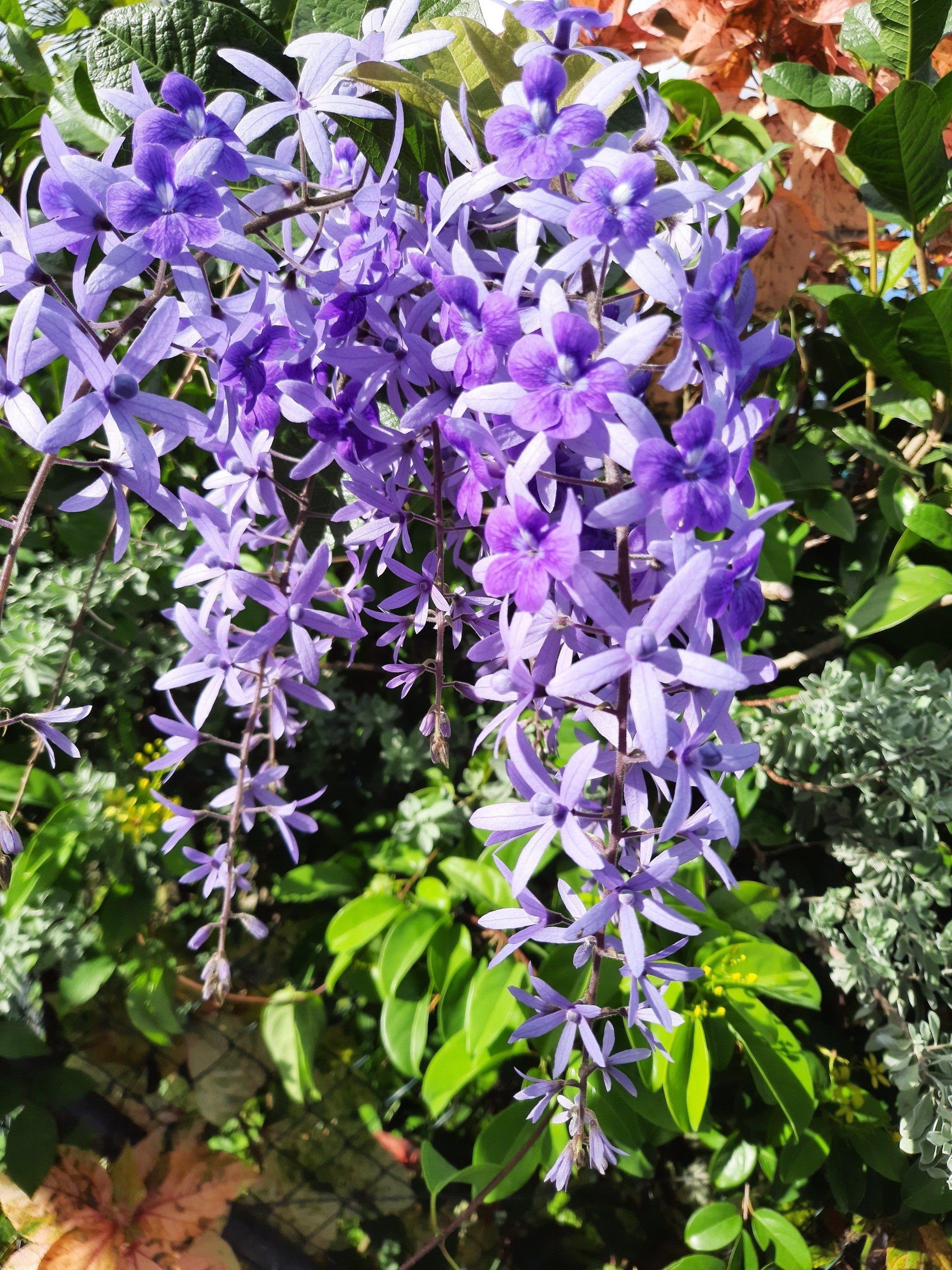 Photos de fleurs violettes en grappes