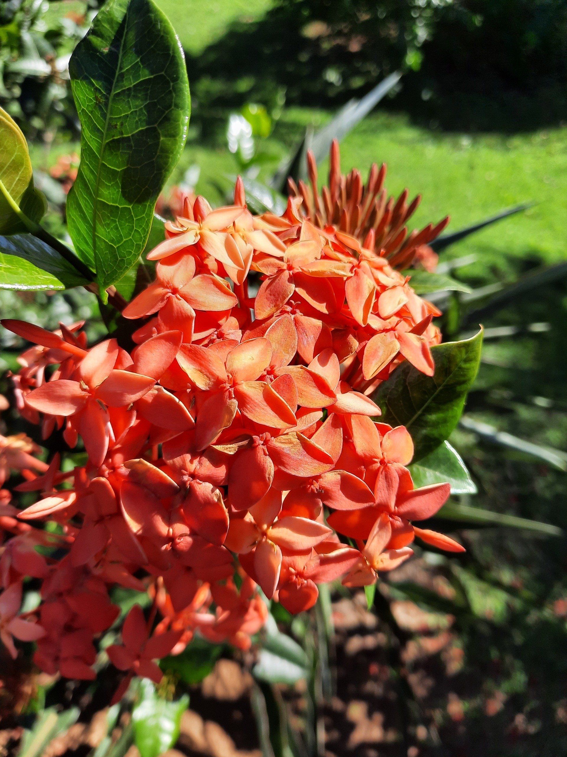 Photo d'une grappe de fleurs orangées