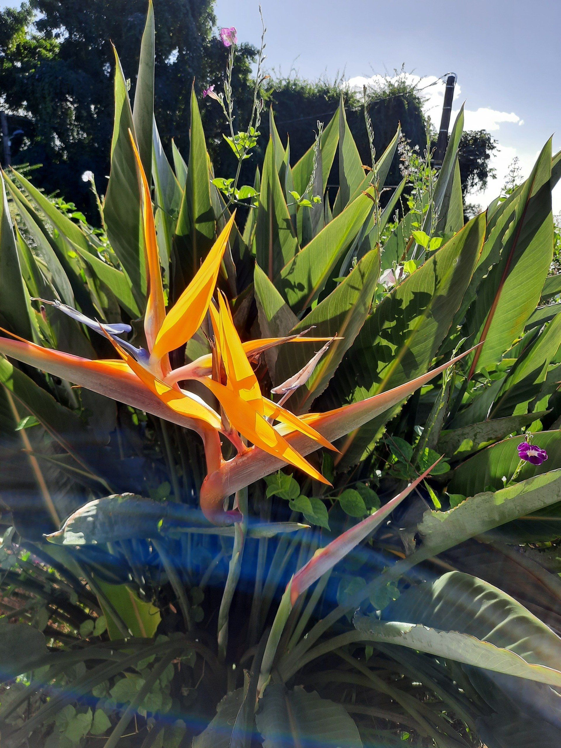 Photo d'une fleur oiseau du paradis
