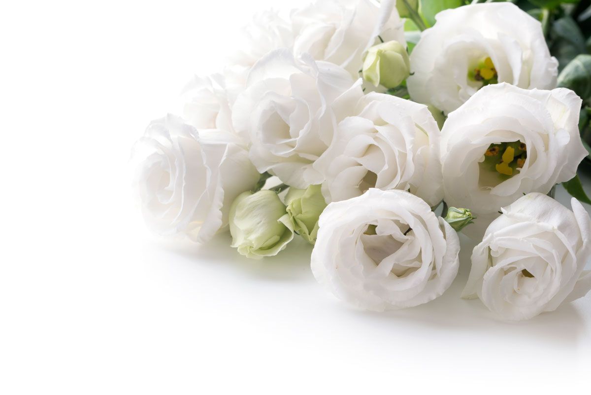 Fleurs de lisianthus blanches sur fond blanc ; certains boutons sont verts.