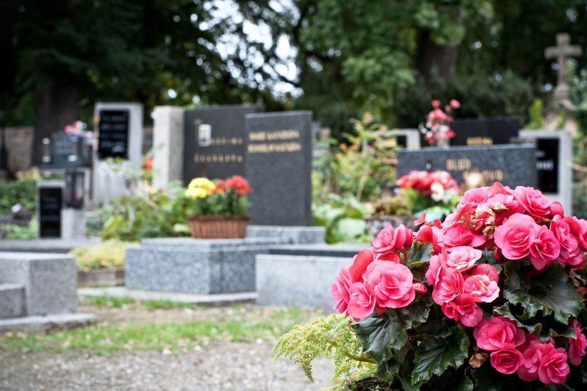Scène de cimetière avec des pierres tombales et des fleurs roses éclatantes au premier plan.