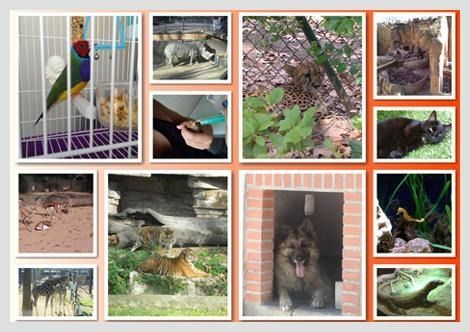 Un collage de imágenes de animales, incluidos un perro y un gato.