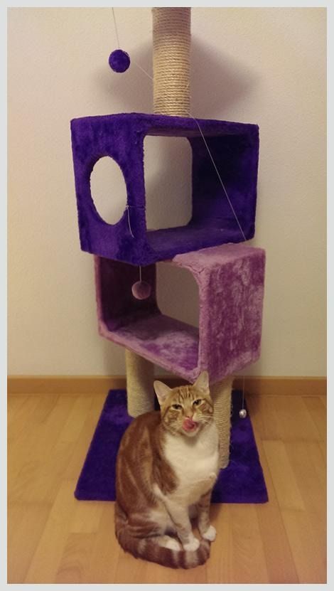 Un gato sentado en lo alto de un árbol para gatos morado.