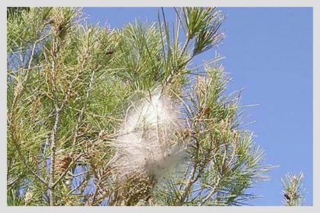 Un primer plano de un árbol con un cielo azul de fondo.