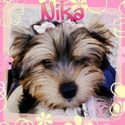 Una foto de un perro pequeño con el nombre Nika.