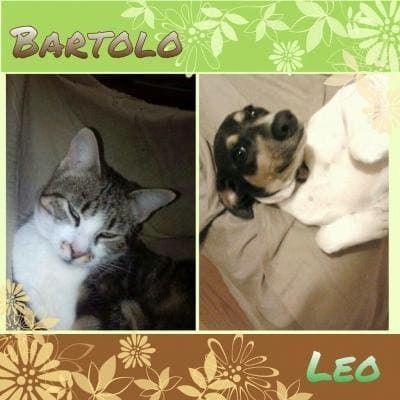 Una foto de un gato y un perro llamado Bartolo y Leo.