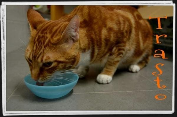 Un gato naranja y blanco bebiendo de un cuenco azul.