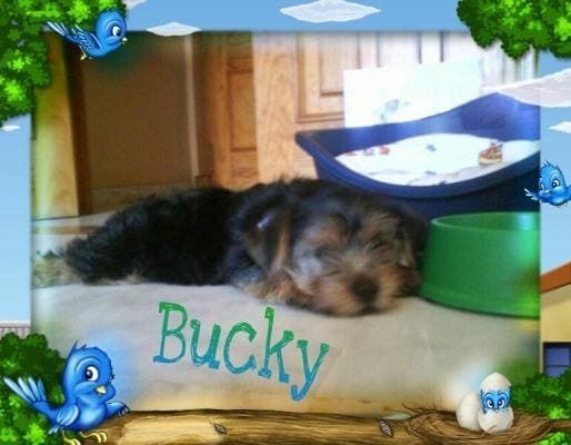Una foto de un perro con el nombre Bucky.