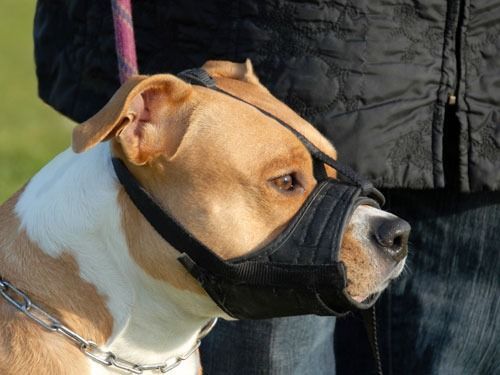 Un perro marrón y blanco con un hocico negro.