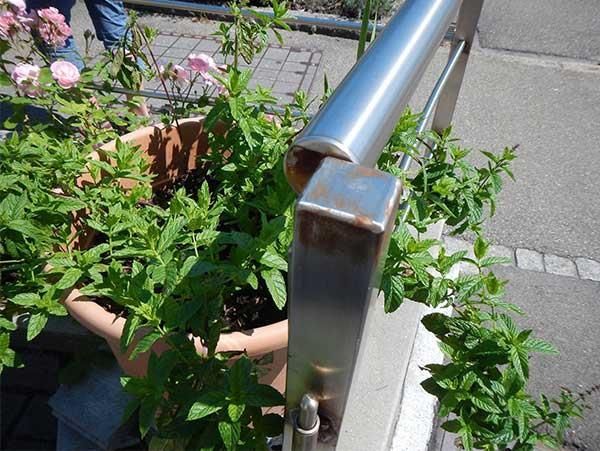 Eine Topfpflanze mit einem Edelstahlgeländer dahinter