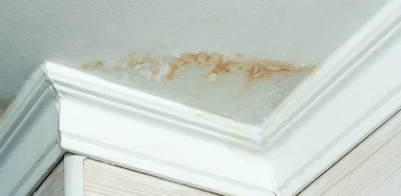 Wasserschäden an einer weißen Decke mit braunen Flecken, die an den Zierleisten sichtbar sind.