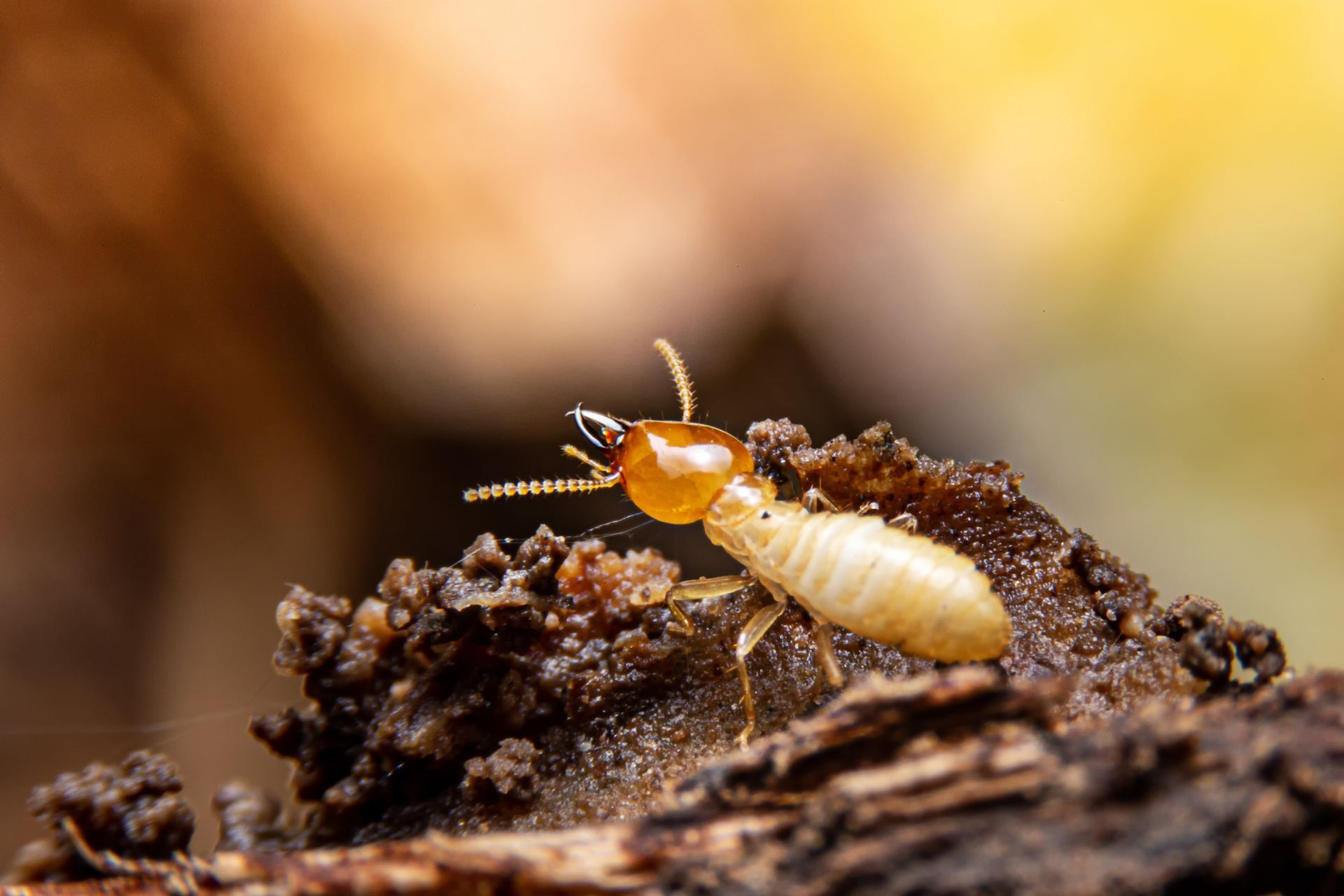 Termite en gros plan