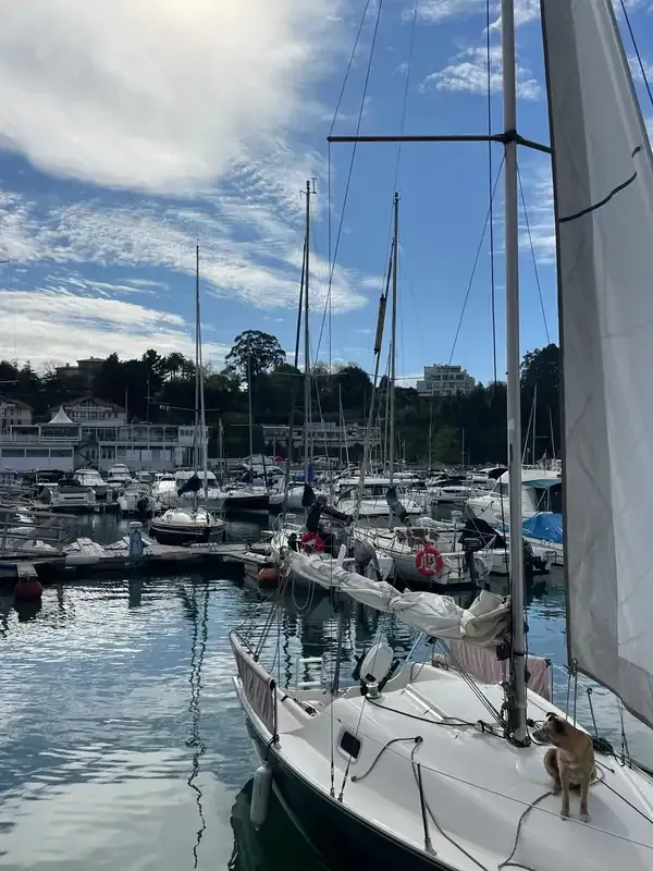 Veleros amarrados en un puerto deportivo bajo un cielo nublado, con un perro pequeño en la proa de un velero blanco.