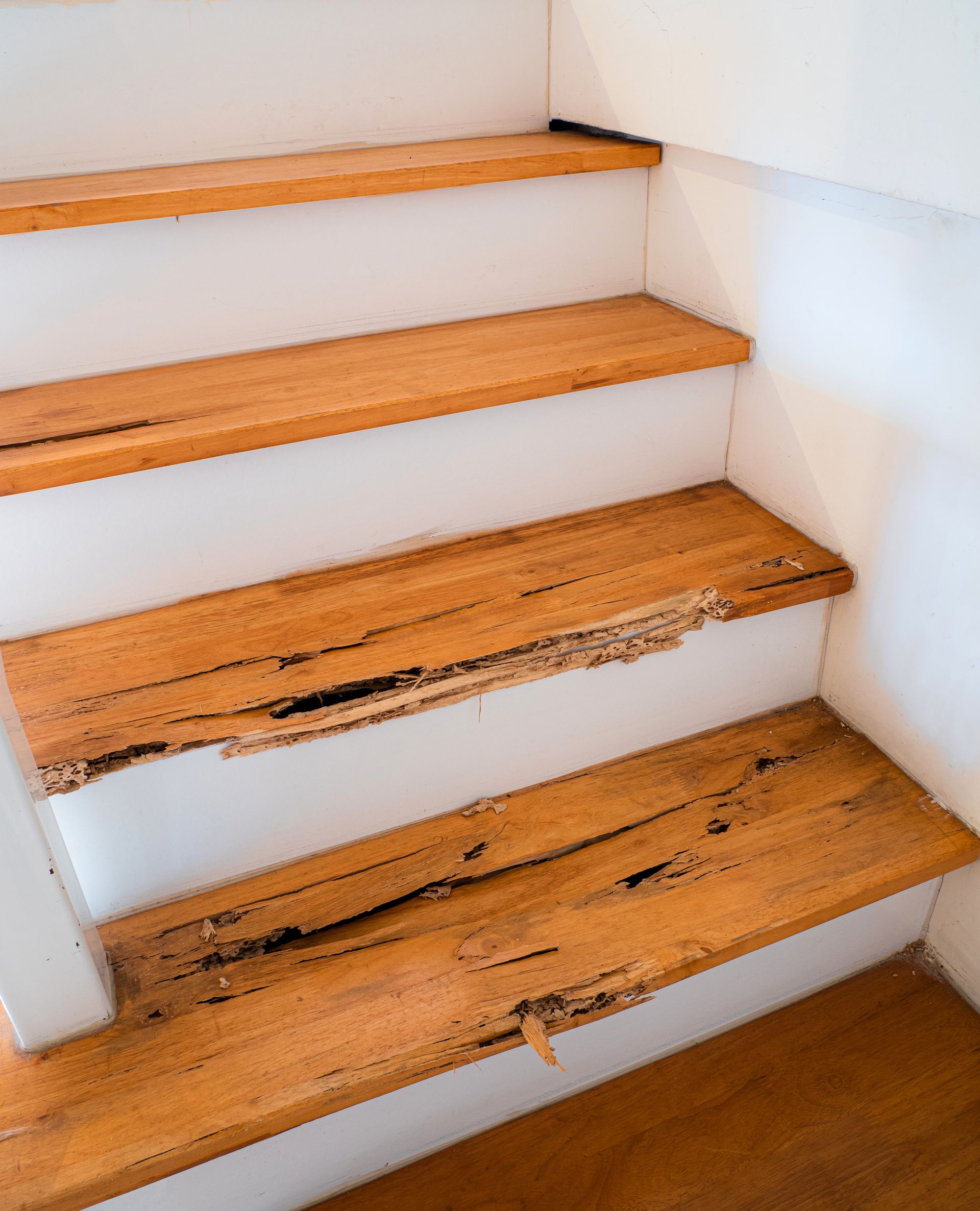 Destruction d'un escalier en bois par des termites