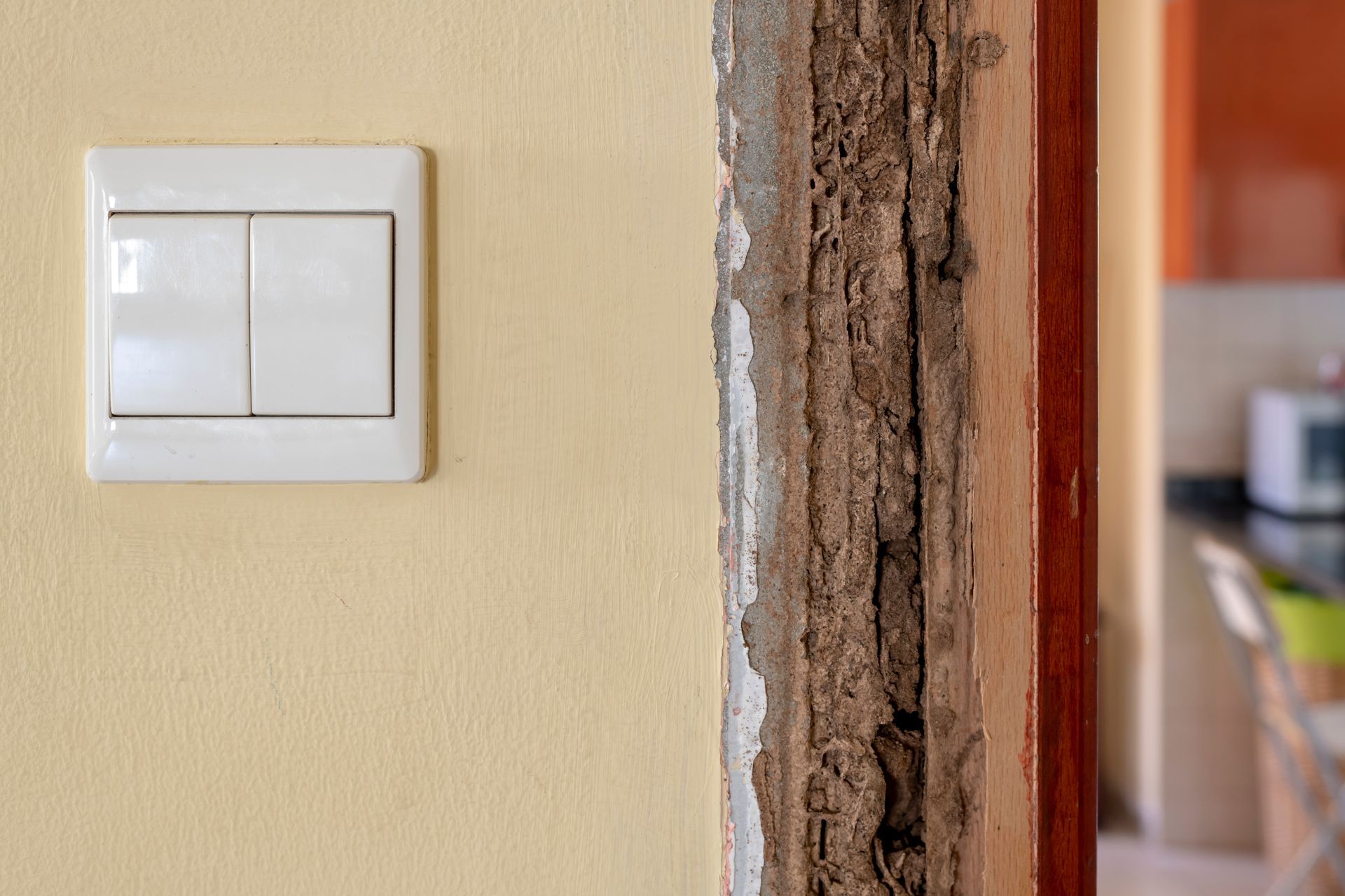Destruction d'un encadrement de porte en bois par des termites