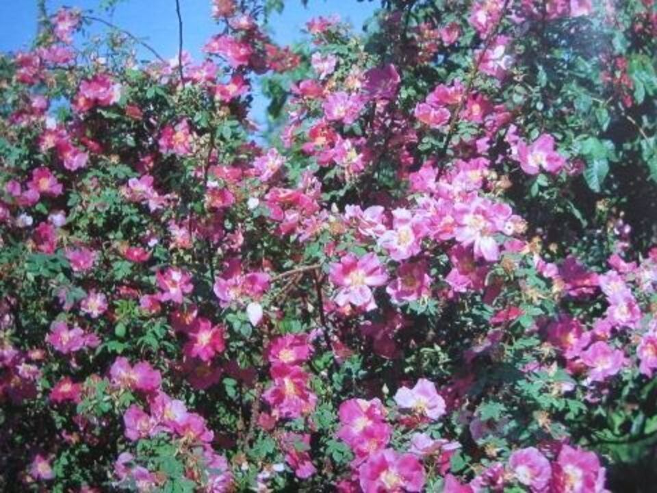 Arbeit der Braun Gartenbau AG