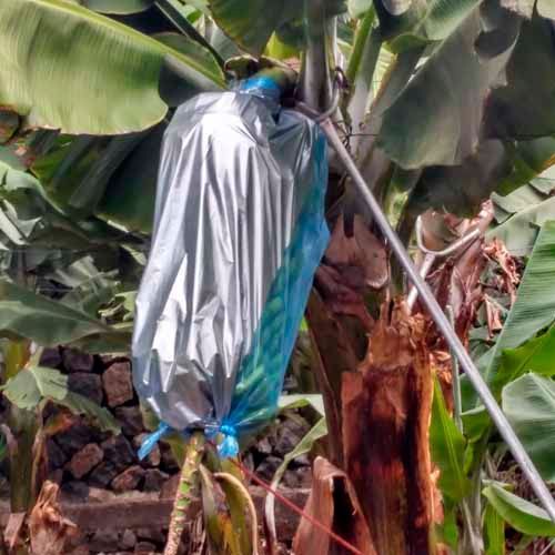 Racimo de plátanos envuelto en una bolsa protectora de plata, colgado de un árbol de plátano.