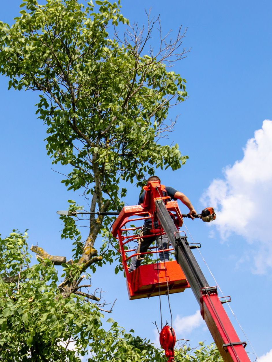 Travaux d'élagage en hauteur