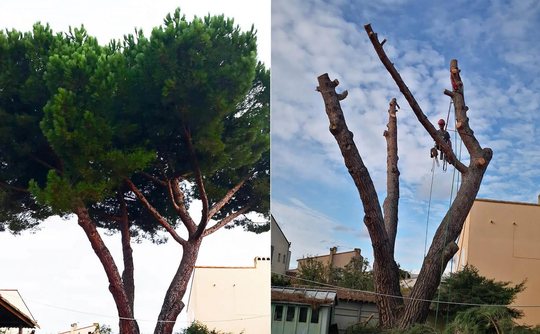 Jardin avec des arbres et des massifs
