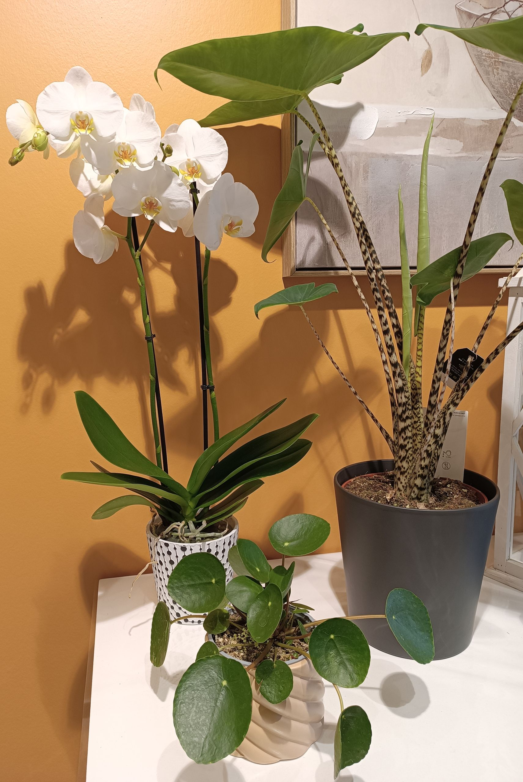 Un bouquet de fleurs blanches et crème au feuillage vert se détache sur un fond gris.