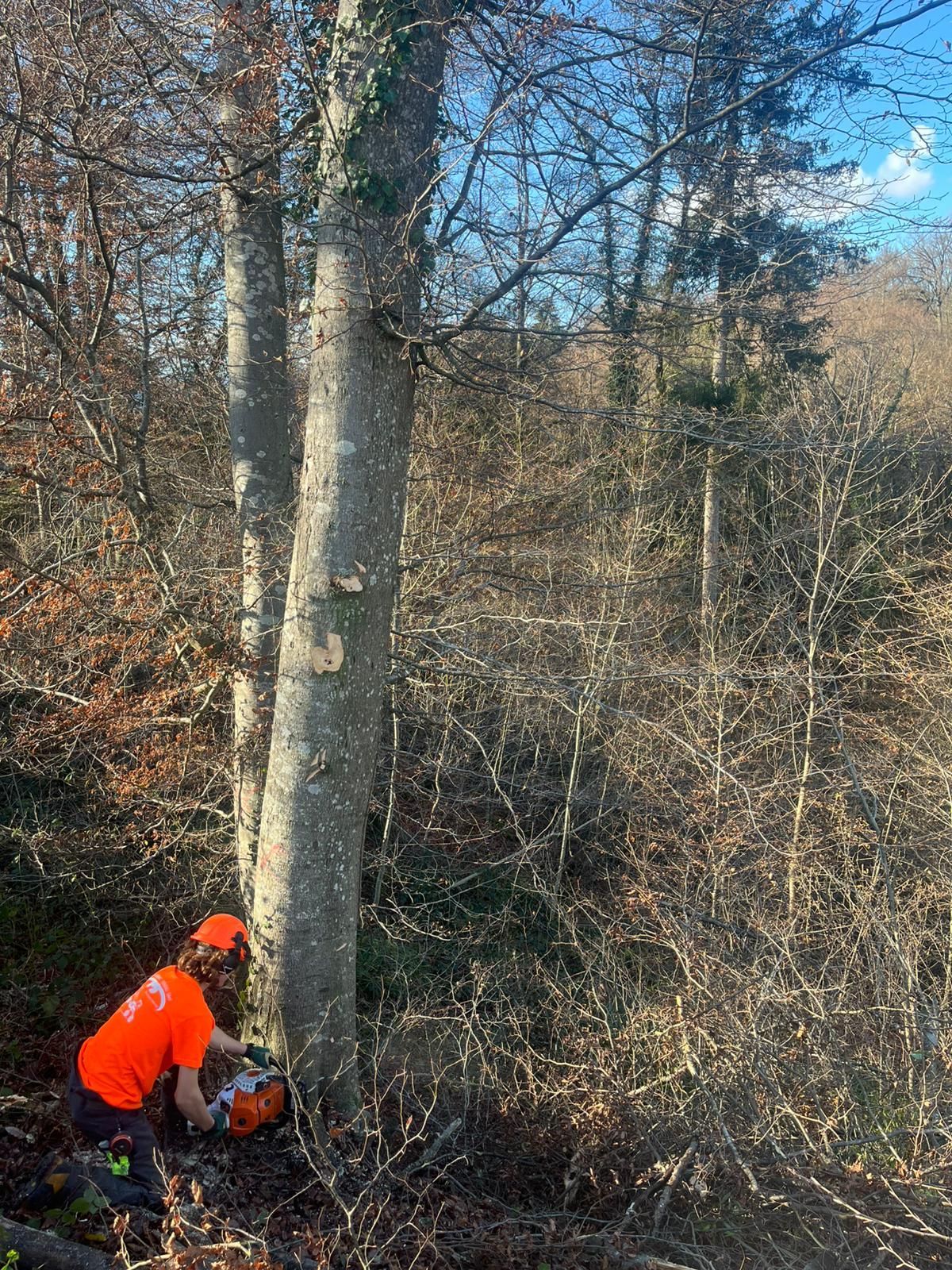 Frédéric Staehli Services Sàrl - génie forestier