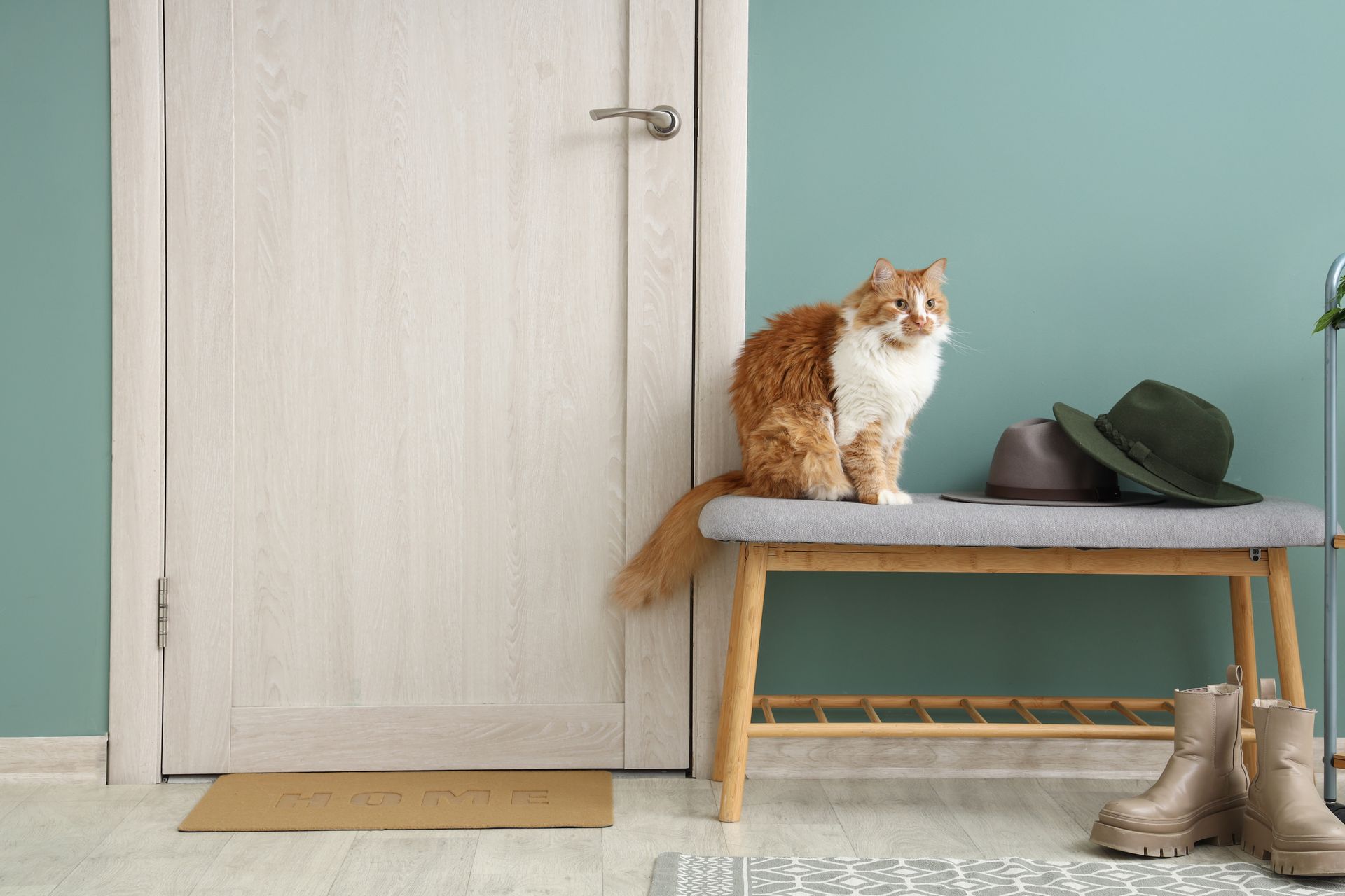 Chat roux et blanc à côté d'une porte