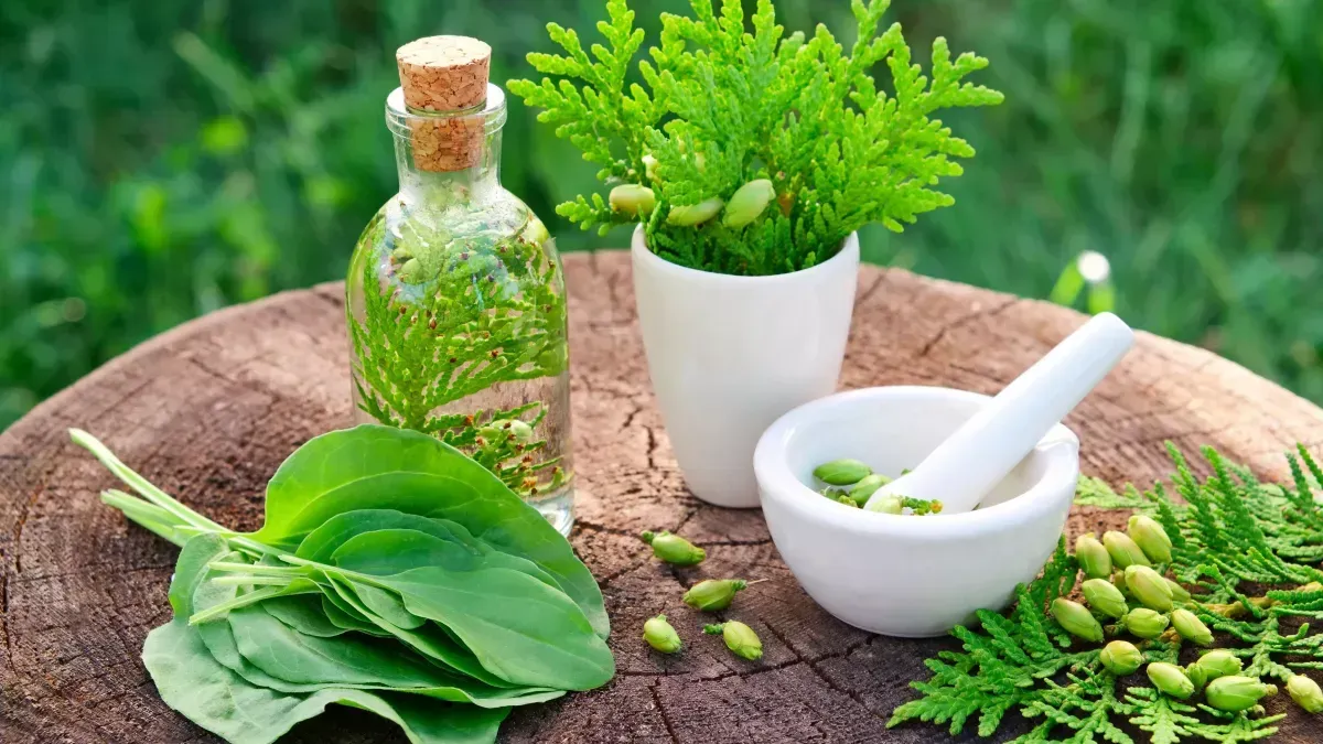 Nature morte de spa aux herbes avec feuilles vertes, plante en pot, mortier et pilon, et flacon d'huile sur une bûche