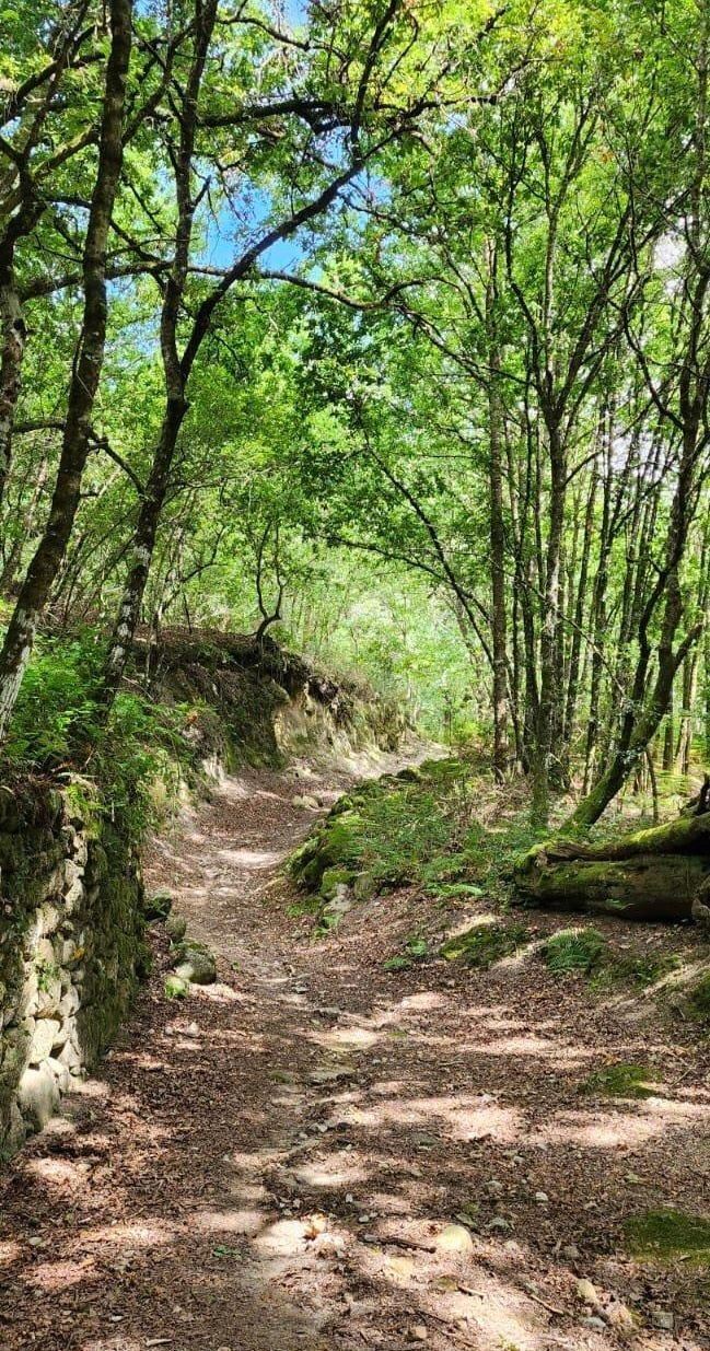 Ruta circular de piedra que serpentea a través de un bosque soleado. 