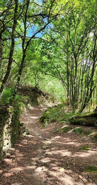 Ruta circular de piedra que serpentea a través de un bosque soleado.