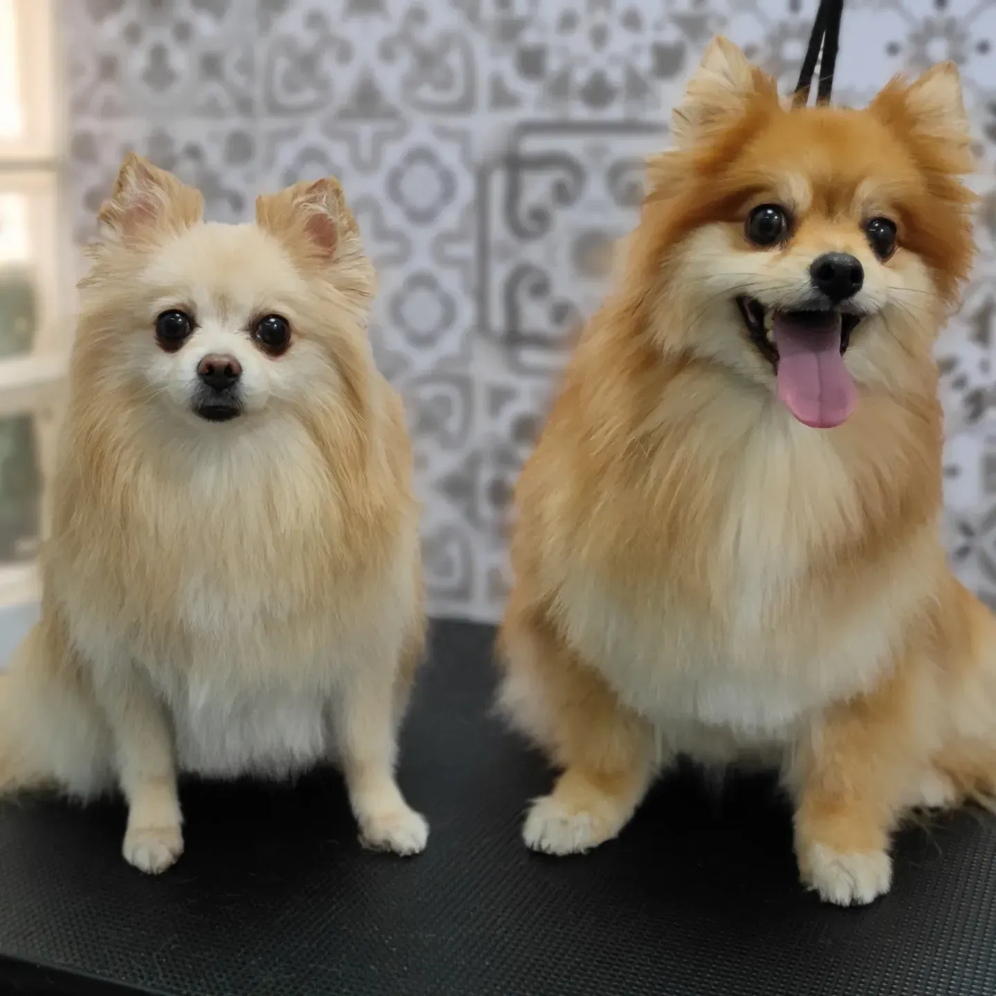 Dos perros de pomerania están sentados uno al lado del otro en una mesa.