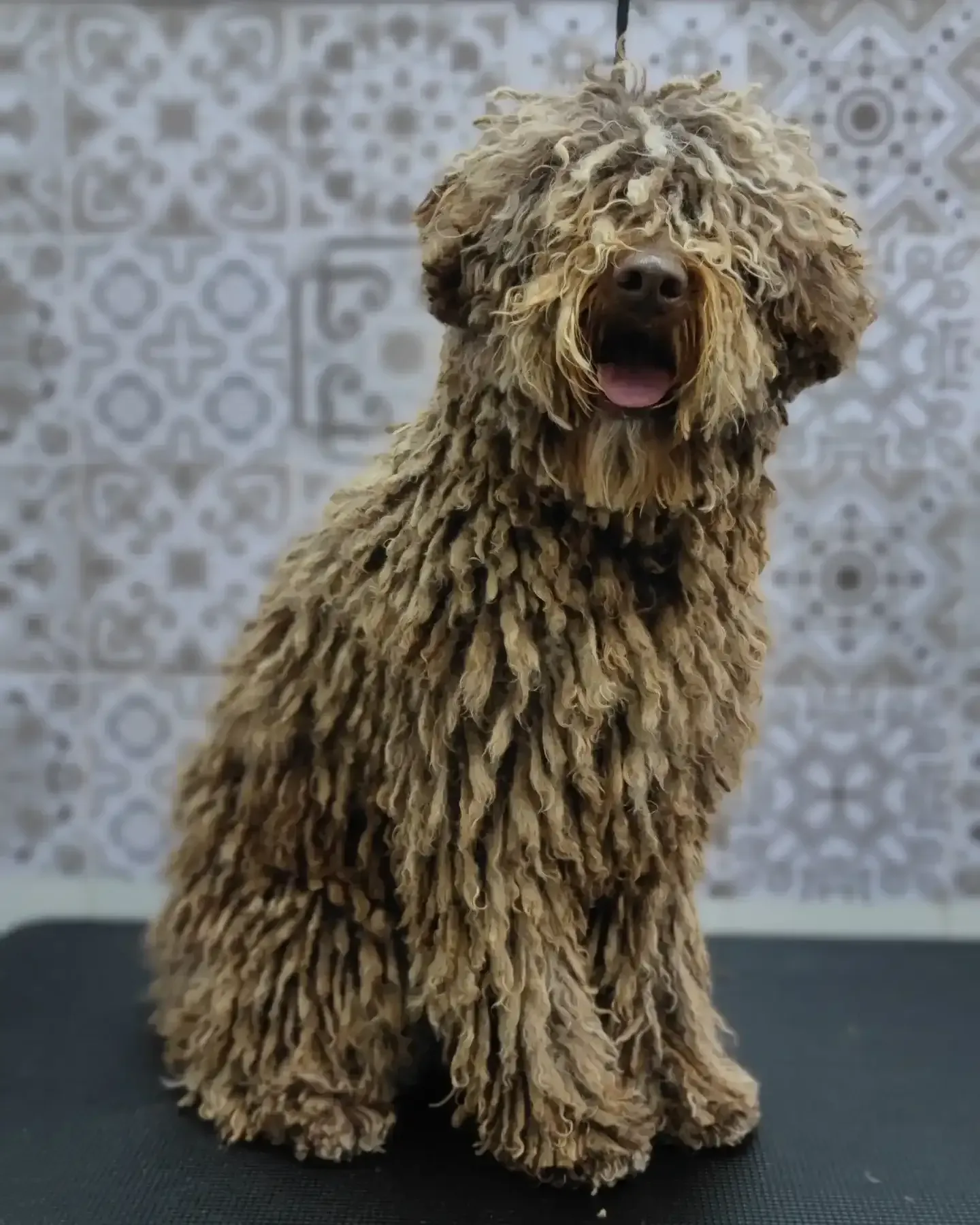 Un perro marrón está sentado en una mesa con la boca abierta.