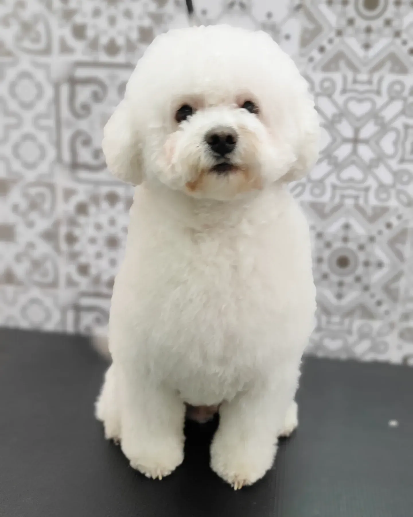 Un pequeño perro blanco está sentado en una mesa y mira a la cámara.