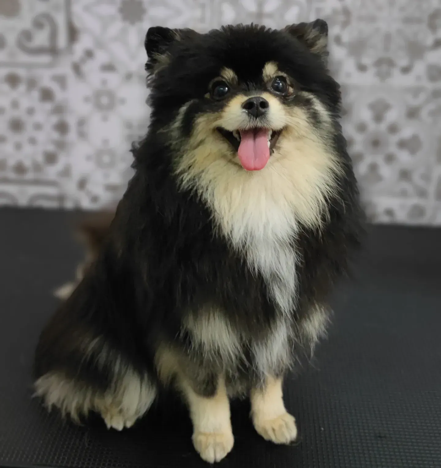 Un perro pomerania está sentado en una mesa con la lengua afuera.