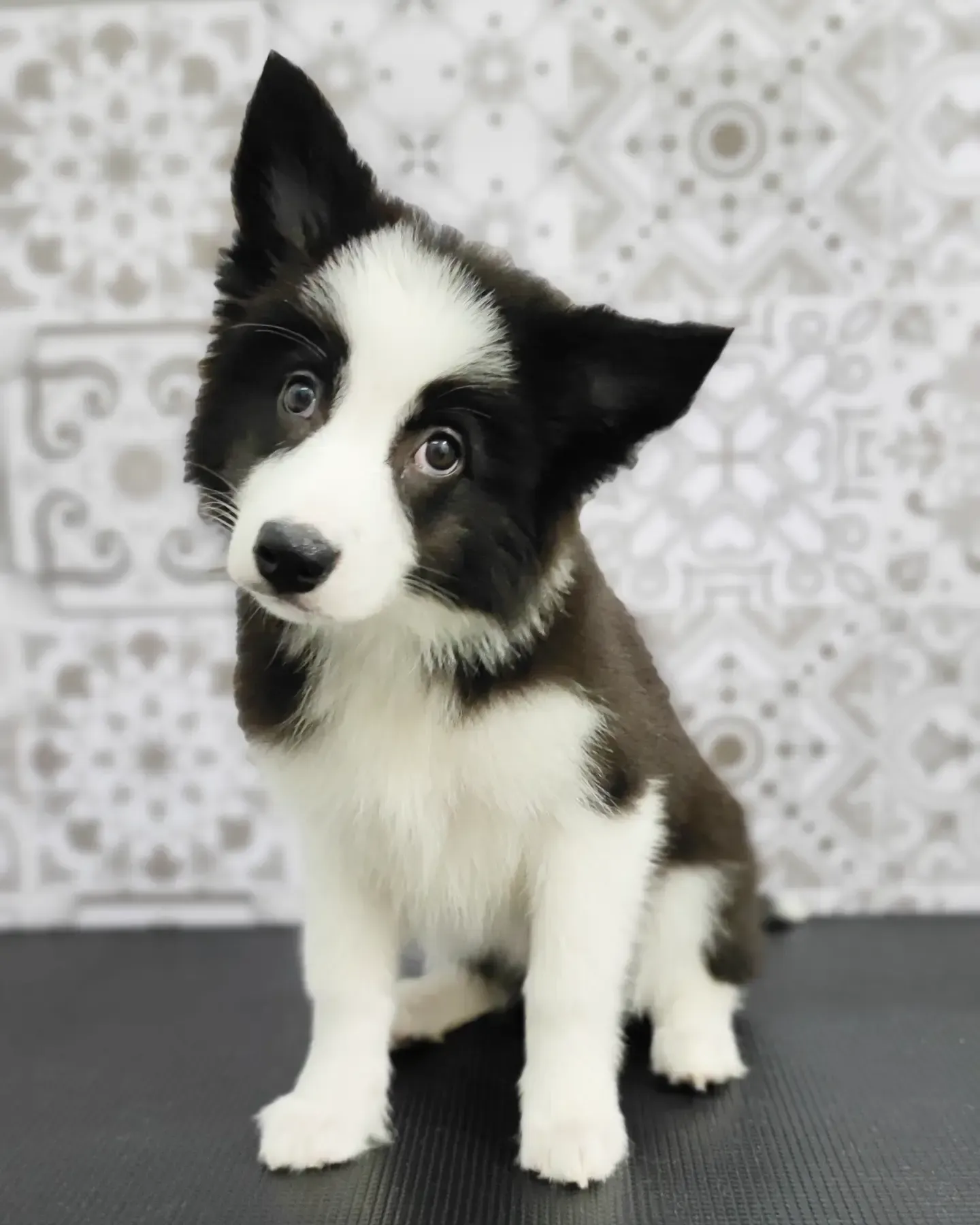 Un cachorro blanco y negro está sentado en una mesa mirando a la cámara.