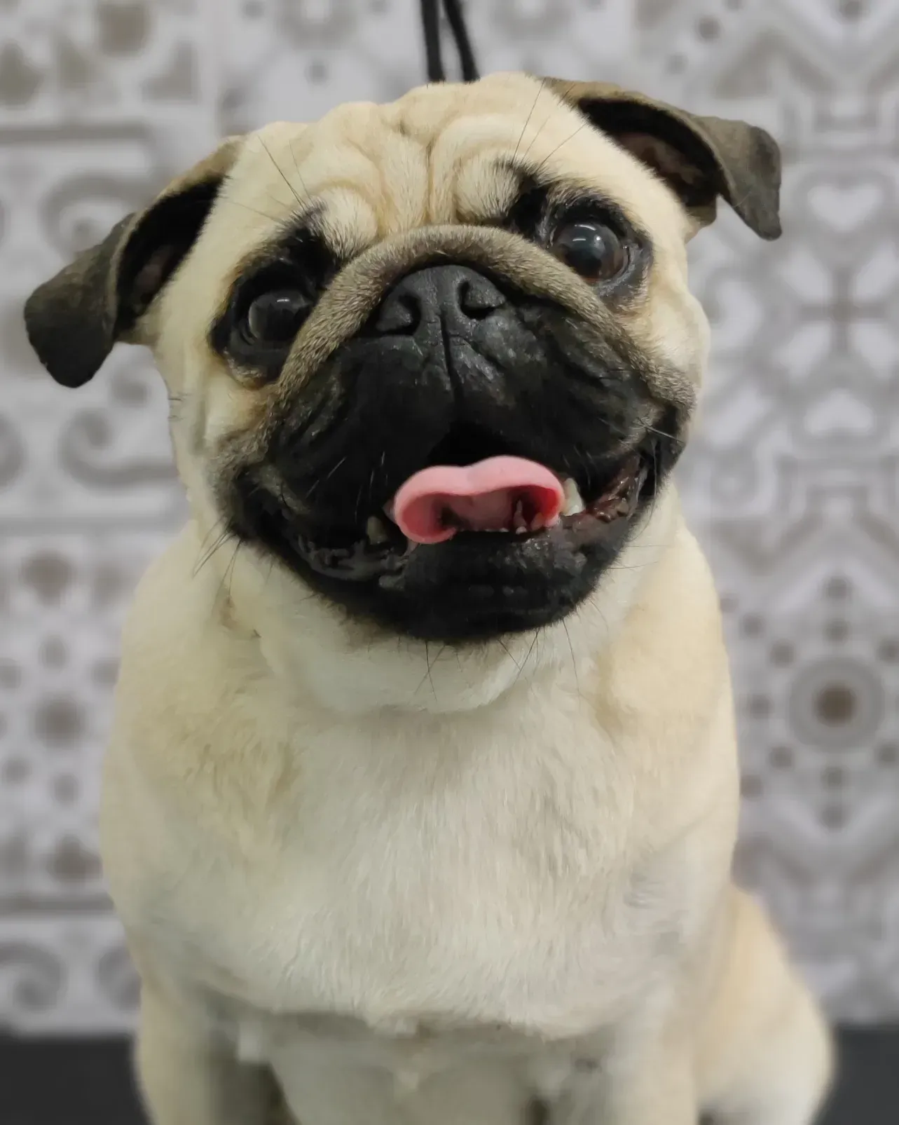 Un primer plano de un perro pug con la lengua fuera.