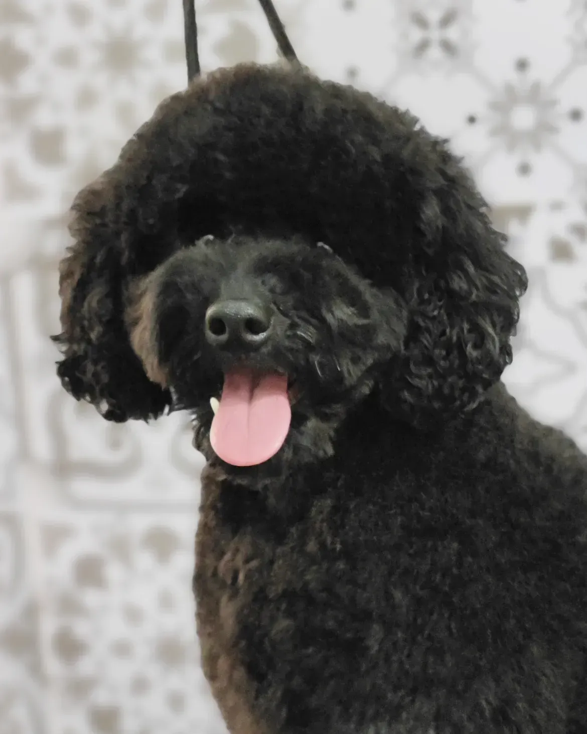 Un caniche negro con una lengua rosada que sobresale.
