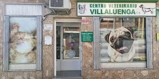 Un perro carlino está sentado en una ventana del consultorio de un veterinario.