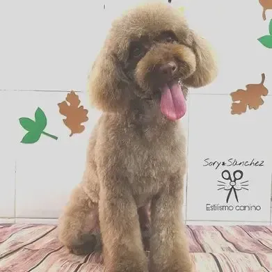 Un caniche marrón está sentado sobre una manta con la lengua afuera.