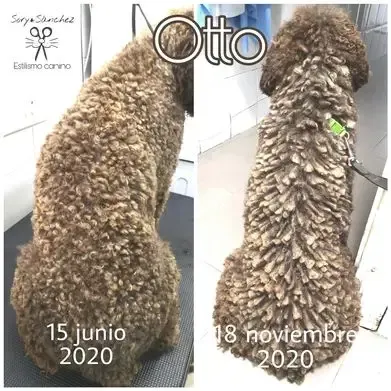 Dos fotografías de un perro antes y después de ser arreglado.