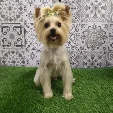 Un perro pequeño con un lazo en la cabeza está sentado en el césped.