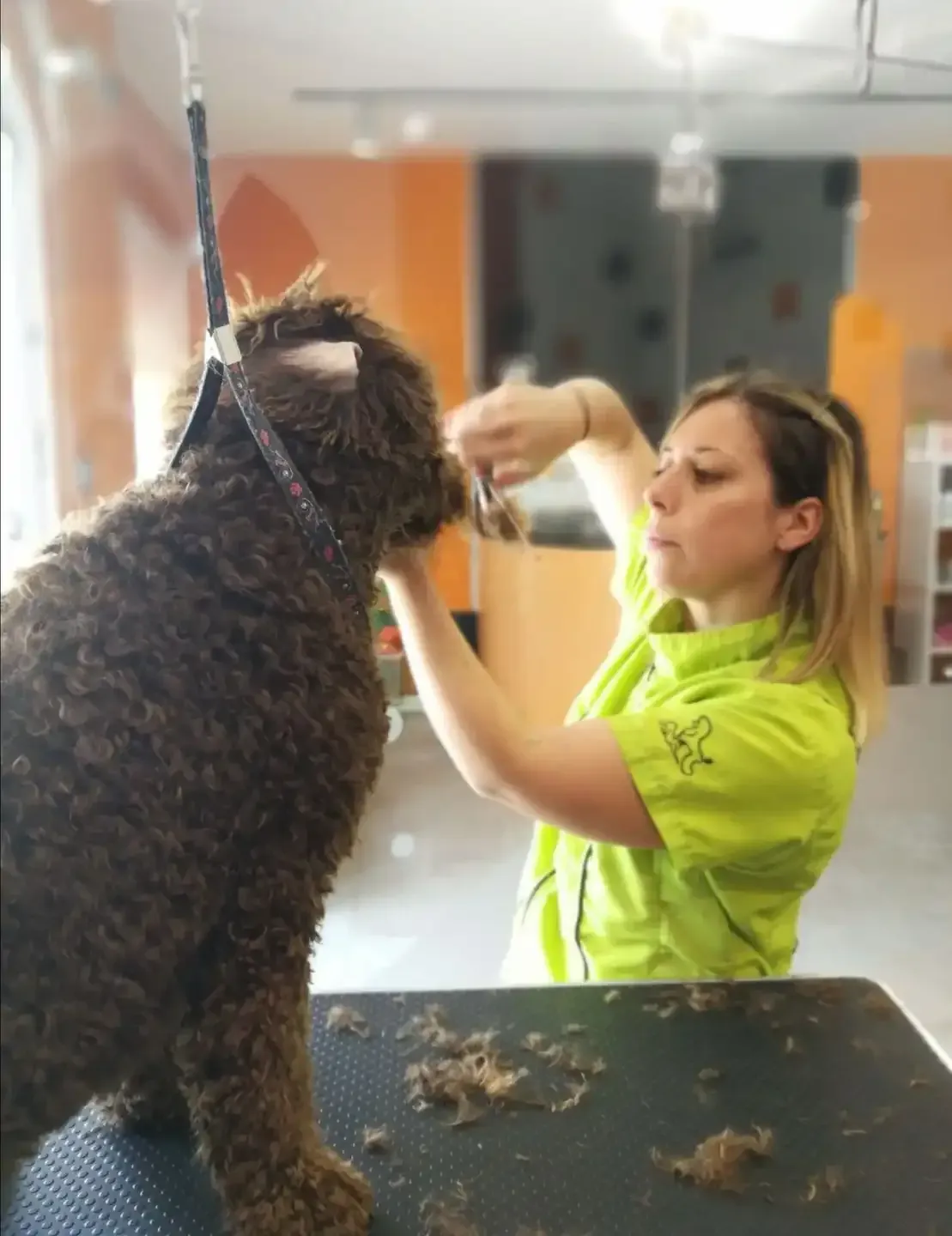 Una mujer con una camisa verde está acicalando a un perro.