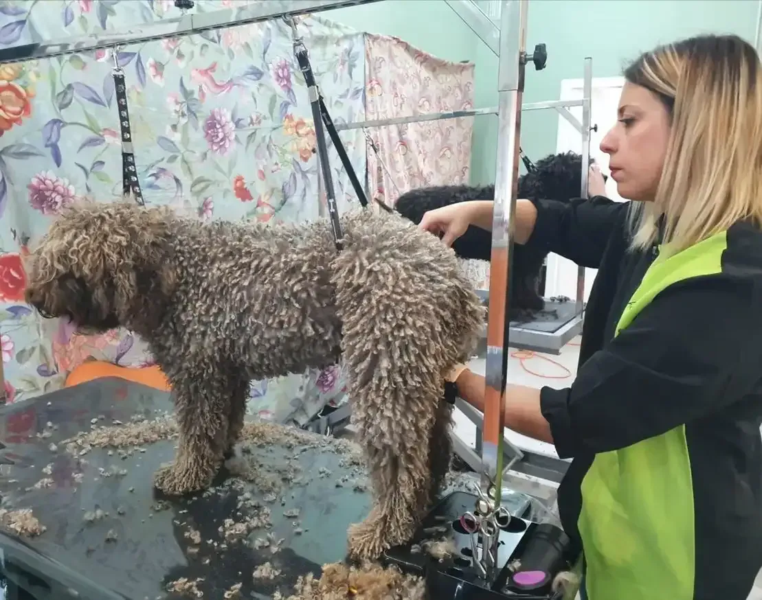 Una mujer está acicalando a un pequeño perro marrón en una mesa.