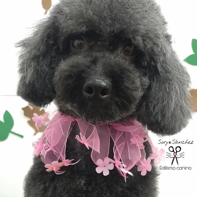 Un caniche negro que lleva una cinta rosa alrededor del cuello.
