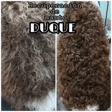 Una fotografía de antes y después del pelaje de un perro.