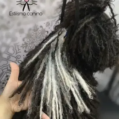 Una persona sostiene un perro con rastas en su mano.