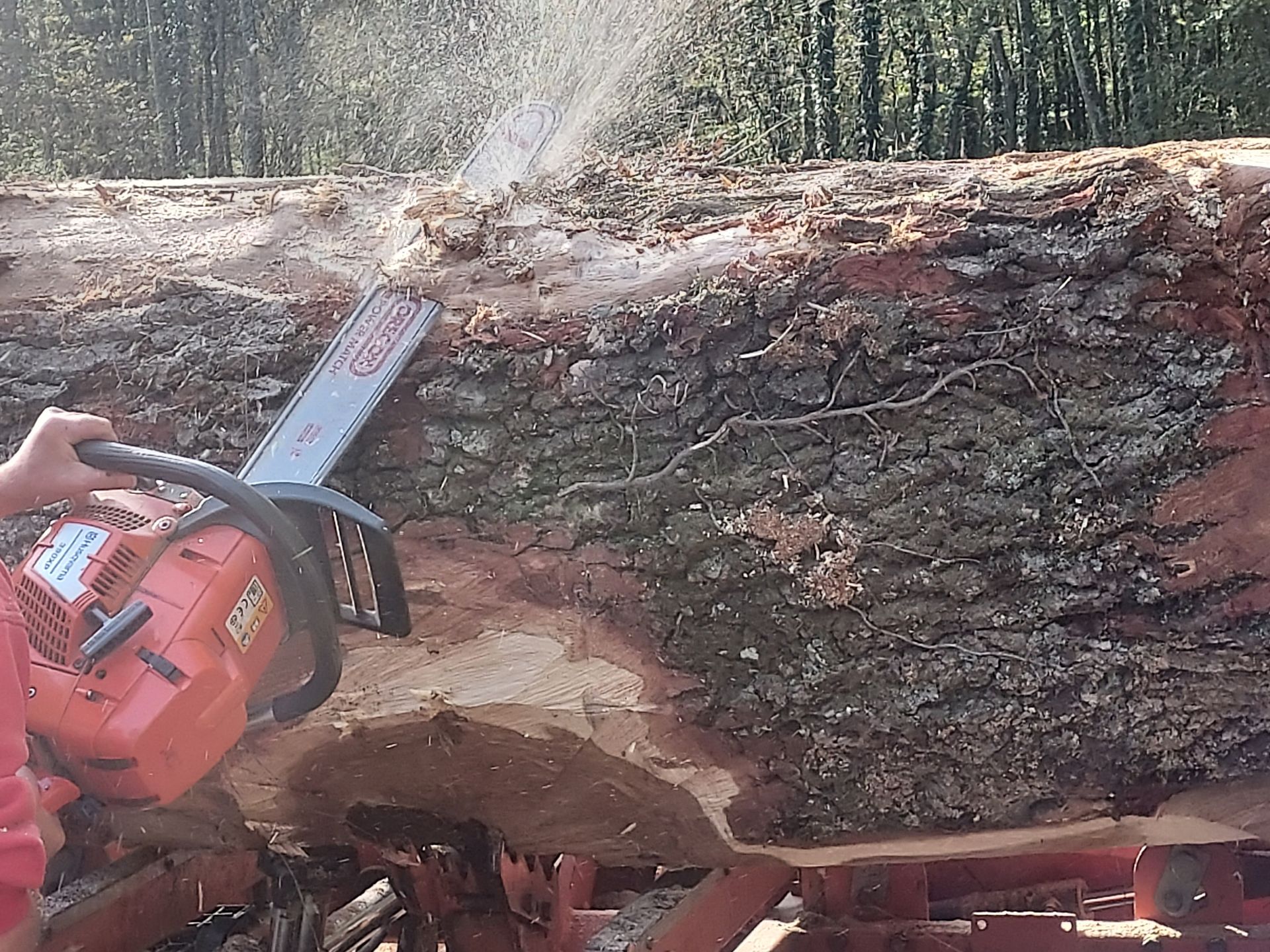 Tronçonnage d'un tronc