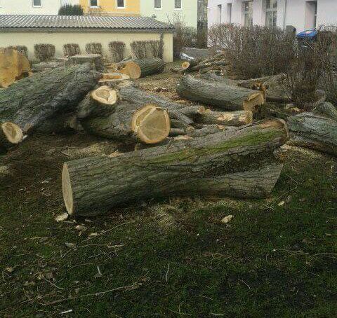 Michael Spachtholz Garten - und Landschaftsbauv