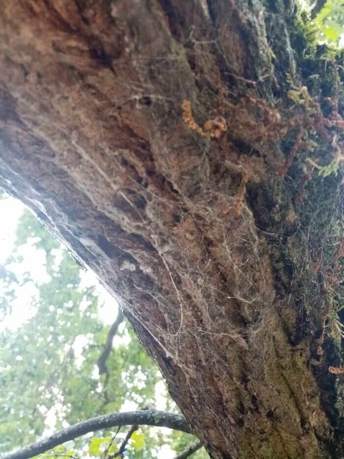 Baumpflege Eichenprozessionsspinner