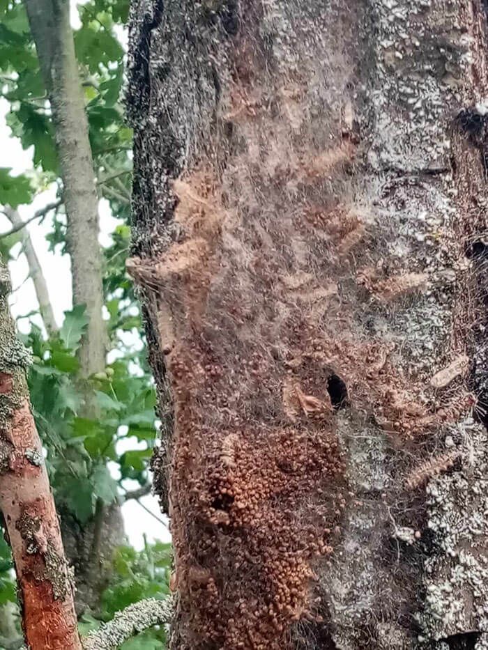 Baumpflege Eichenprozessionsspinner