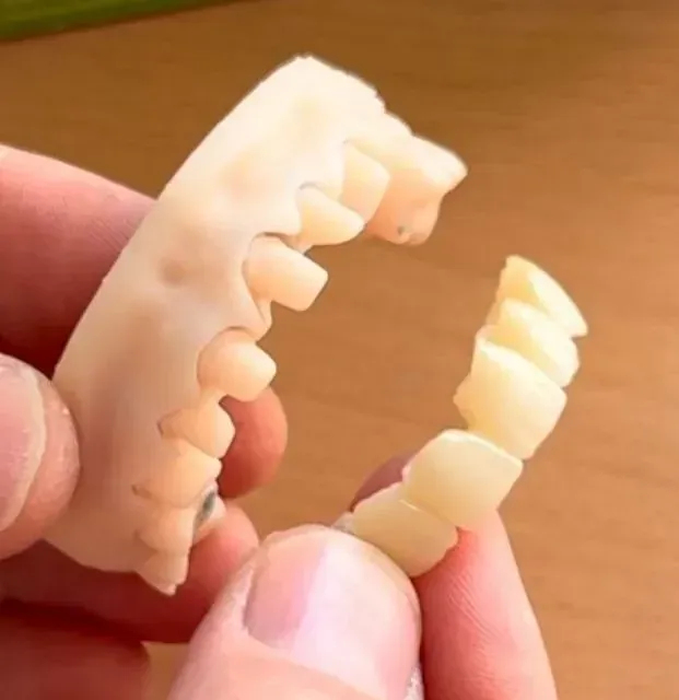 Manos sosteniendo un objeto blanco segmentado, probablemente un alimento, roto en dos pedazos.